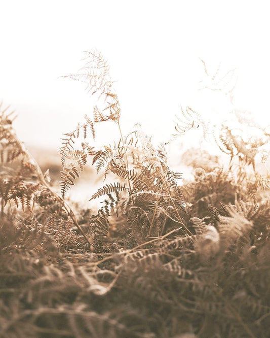 Faded Brown Ferns