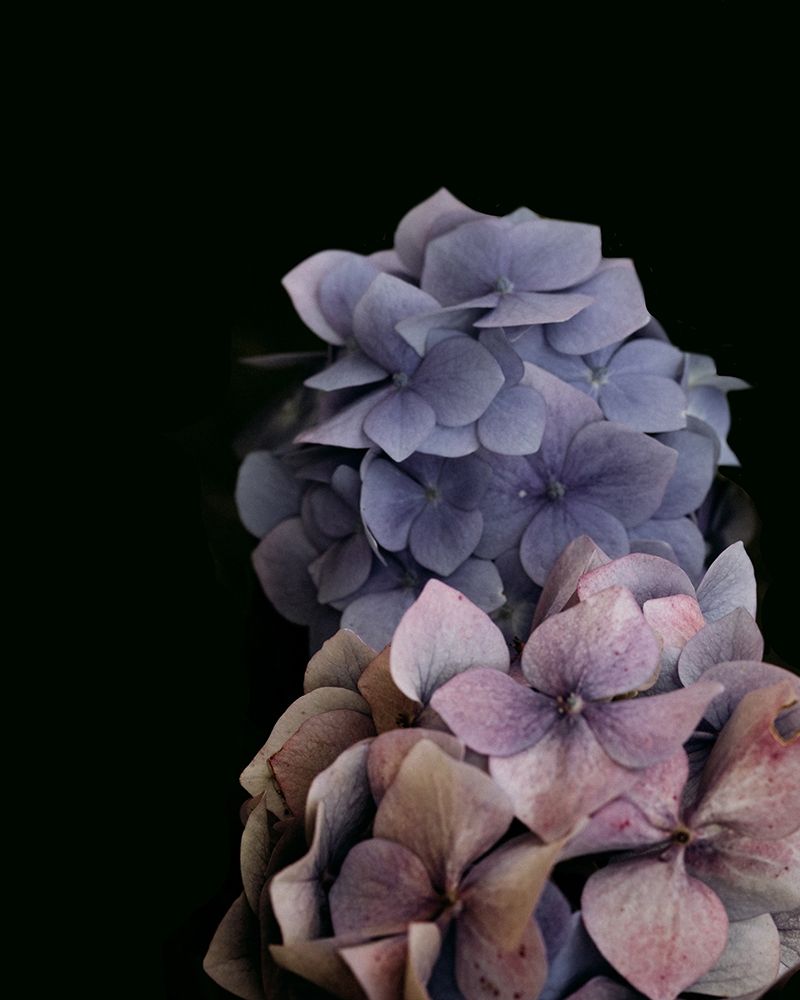 Moody Hydrangeas