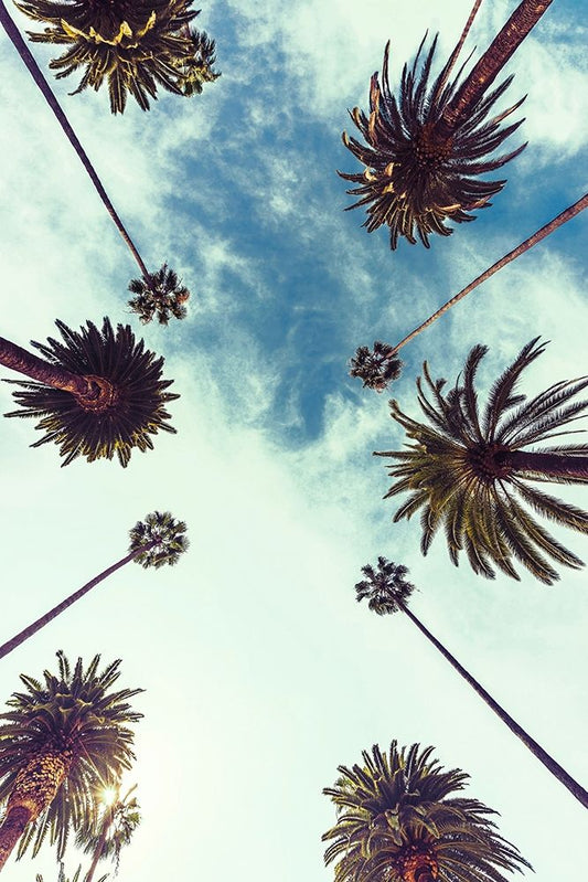 Palm Sky 2