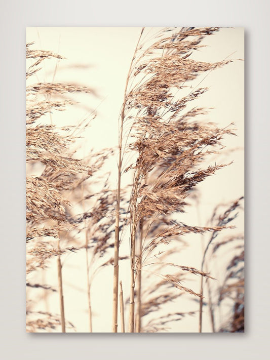 Reed 1