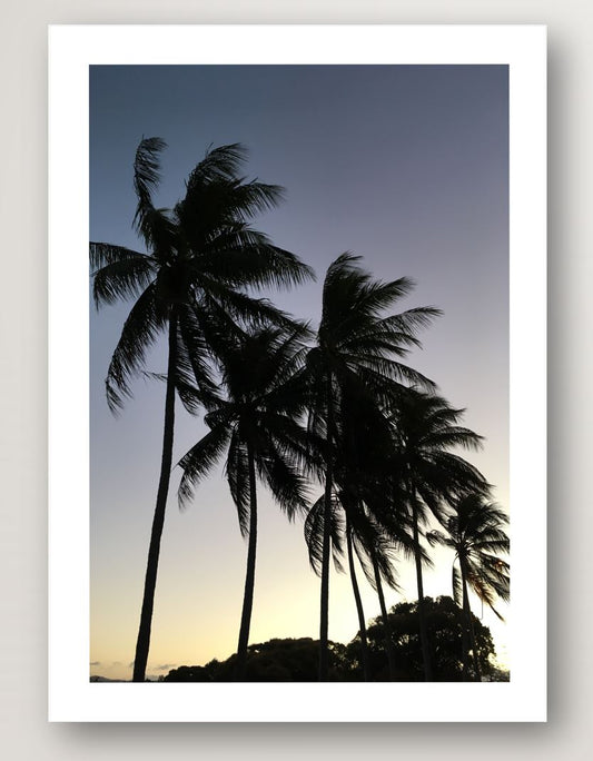 Palms
