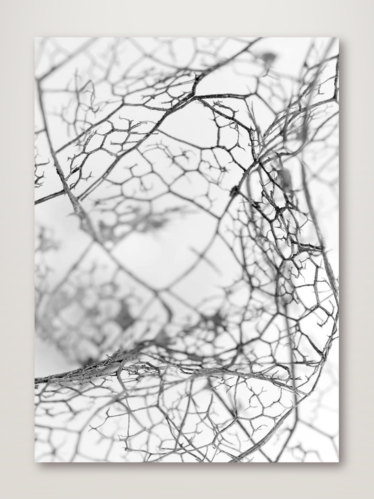 Leaf Skeleton BW