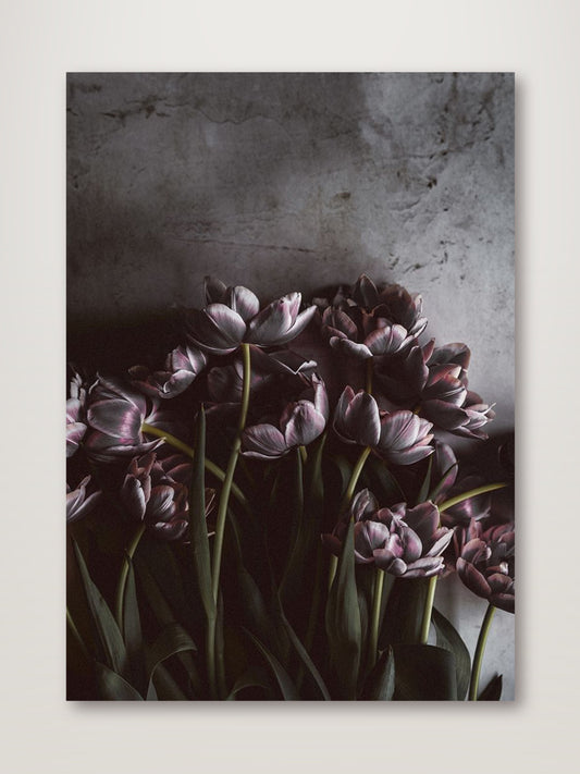 Dark Tulips