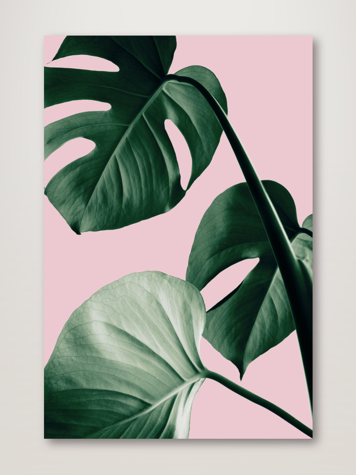 Monstera Pink No 07