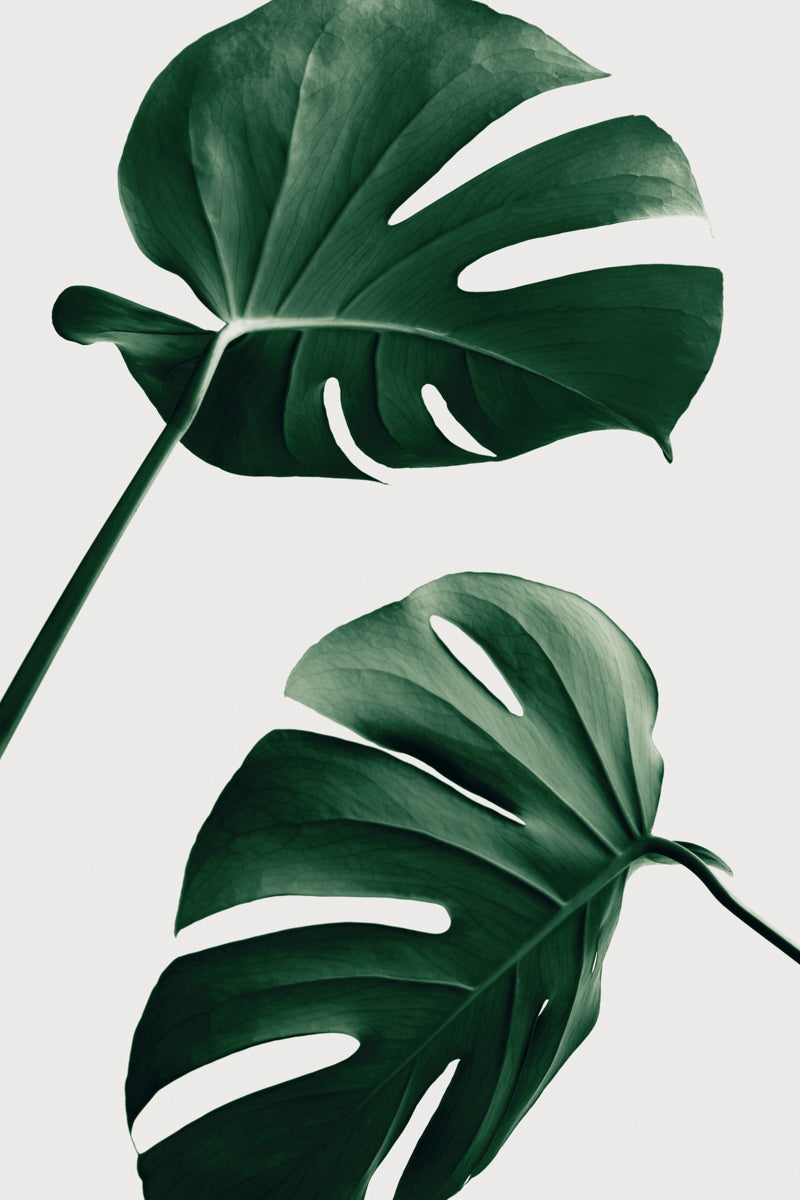 Monstera Natural 46