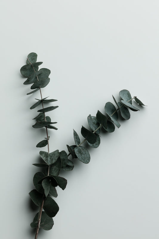 Eucalyptus Wall 02