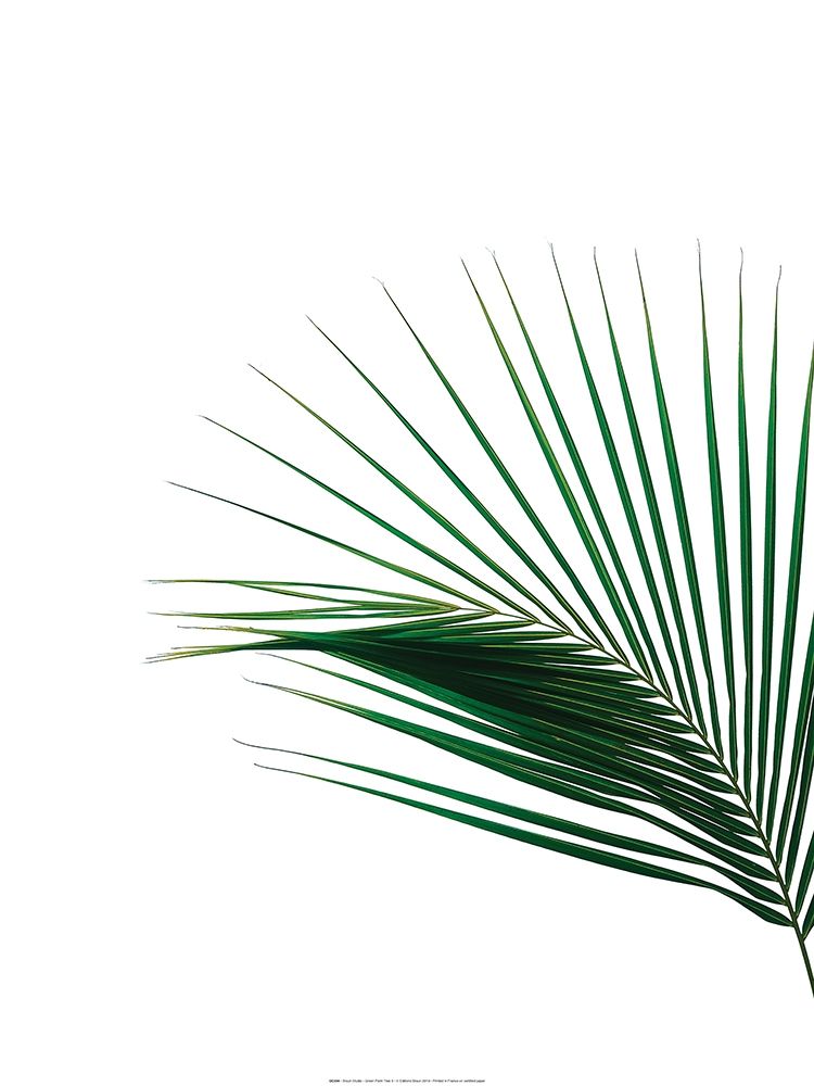 Green Palm Tree II